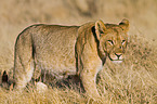 lioness