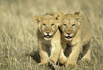 lions