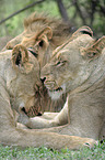 lions