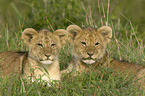 lions