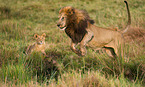 lions