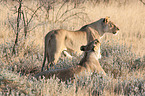 lionesses