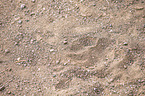 lion footmark
