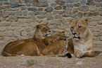 lionesses