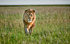 lion