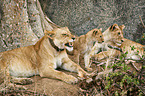 lions