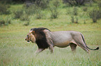 lion