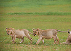 lions