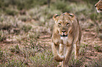 lion