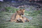 lions