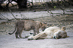 lions