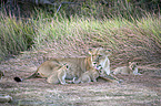 lions