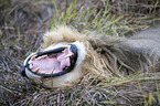 lion