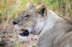 lion