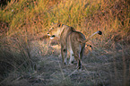 lions