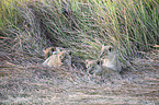 lions