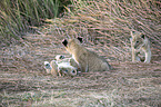 lions