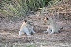 lions