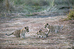 lions