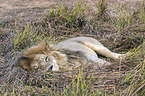 lion