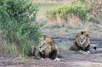 lions