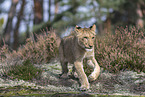 young lioness