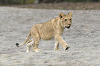 young lioness