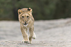 young lioness