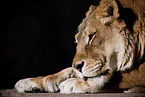 lioness in front of black background