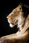 lioness in front of black background