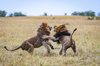 fighting Lions