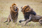 fighting Lions