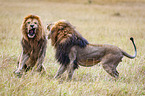 fighting Lions