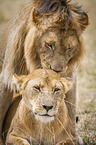 Lions mating