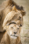 Lions mating