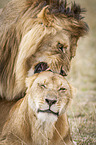 Lions mating