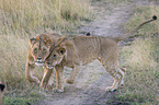 Lioness with cub