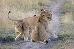 Lioness with cub