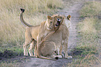 Lioness with cub