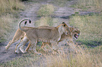 Lioness with cub