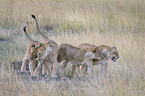 Lioness with cub