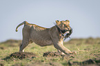 running Lion