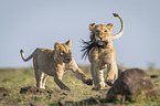 running Lion