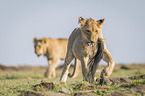 walking Lion