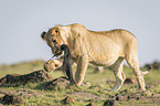 standing Lion