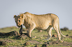 walking Lion