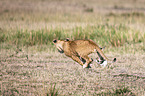 Lioness kills Thomson baby Gazelles