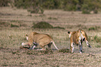 Lioness kills Thomson baby Gazelles