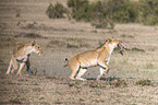 Lioness kills Thomson baby Gazelles