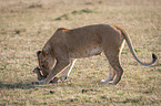 Lioness kills Thomson baby Gazelles